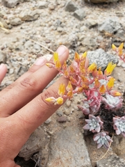 Dudleya gnoma