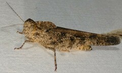 Spharagemon cristatum