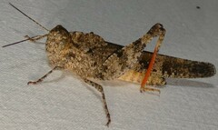 Spharagemon cristatum