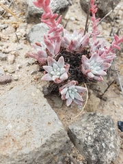 Dudleya gnoma