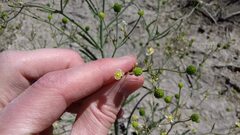 Ranunculus apiifolius