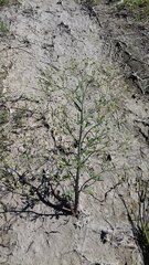 Ranunculus apiifolius