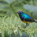 Sunbirds and Spiderhunters - Photo (c) Gregg Darling, some rights reserved (CC BY-NC), uploaded by Gregg Darling