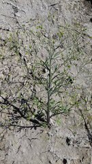 Ranunculus apiifolius