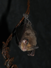 Rhinolophus euryale