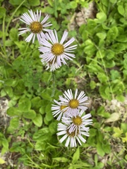Erigeron pulchellus pulchellus