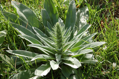 Echium boissieri