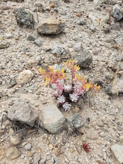 Dudleya gnoma