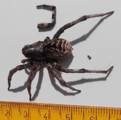 Lycosa tarantula