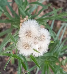 Erigeron bonariensis