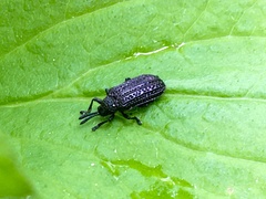 Microrhopala excavata