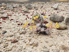 Dudleya gnoma