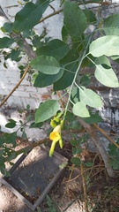 Nicotiana glauca