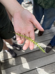 Hippuris vulgaris