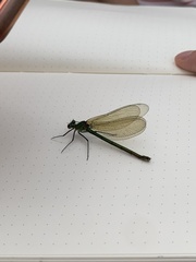 Calopteryx splendens