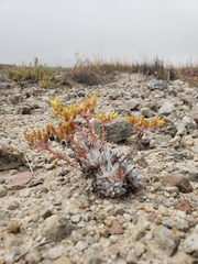 Dudleya gnoma