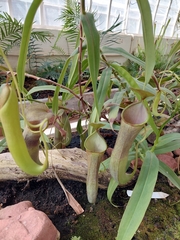 Nepenthes sanguinea