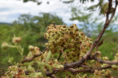 Curatella americana