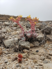 Dudleya gnoma
