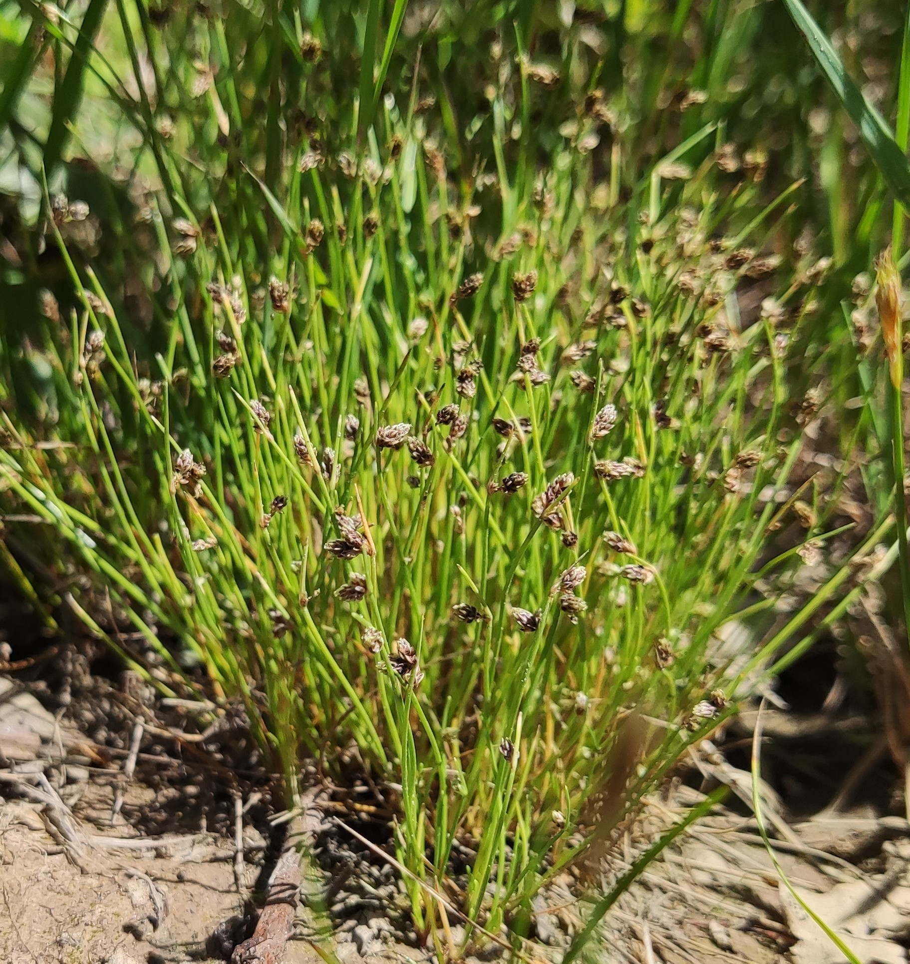 Isolepis setacea