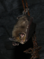 Rhinolophus euryale