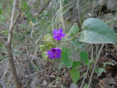 Mirabilis ovata