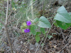 Mirabilis ovata