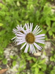 Erigeron pulchellus pulchellus