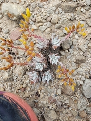 Dudleya gnoma