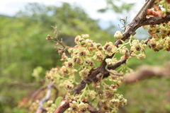 Curatella americana