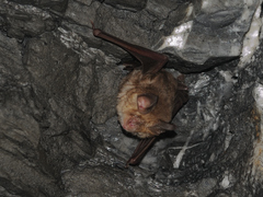 Rhinolophus euryale