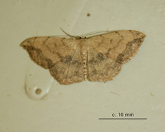 Scopula pulchellata