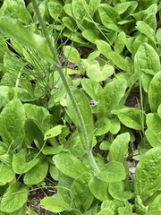 Erigeron pulchellus pulchellus