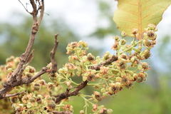 Curatella americana