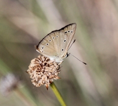 Polyommatus ripartii
