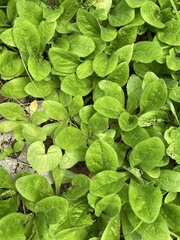 Erigeron pulchellus pulchellus