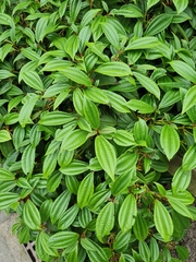 Viburnum davidii