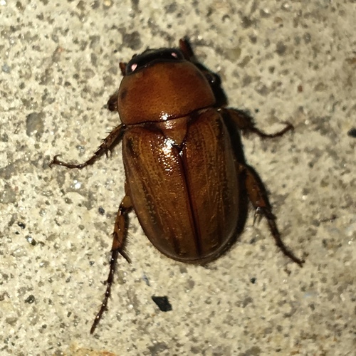 Southern Masked Chafer photo 4