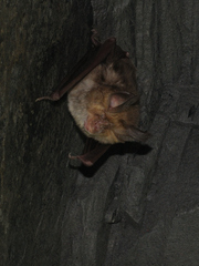 Rhinolophus euryale