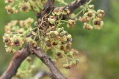 Curatella americana