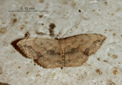Scopula pulchellata
