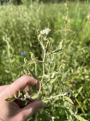 Eupatorium semiserratum