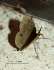 Lhommeia aediphlebia