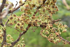 Curatella americana