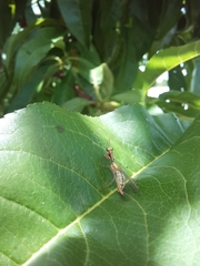 Mantispa aphavexelte