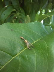 Mantispa aphavexelte