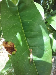 Mantispa aphavexelte