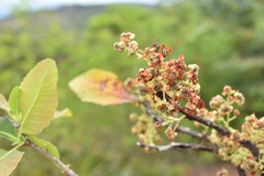 Curatella americana