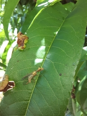 Mantispa aphavexelte