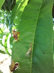 Mantispa aphavexelte